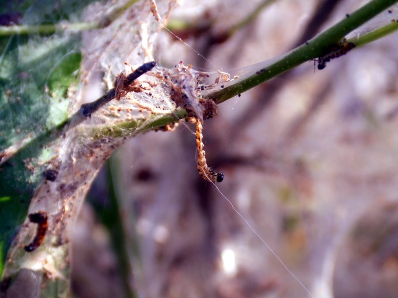 Lepidotterame reatino